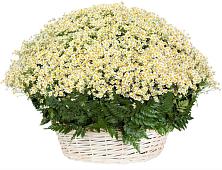 Цветочная композиция из Ромашки в корзине #REPLACE_PRED# Кузнецово